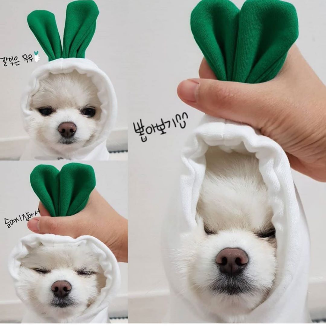 Cute Fruit Dog Clothes For Small Dogs Hoodies 4.7 ⭐⭐⭐⭐✰ out of 5 stars (1321)