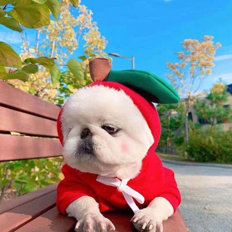 Cute Fruit Dog Clothes For Small Dogs Hoodies 4.7 ⭐⭐⭐⭐✰ out of 5 stars (1321)