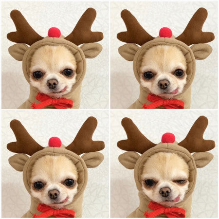 Cute Fruit Dog Clothes For Small Dogs Hoodies 4.7 ⭐⭐⭐⭐✰ out of 5 stars (1321)